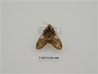 藏品(白菇舟蛾)的圖片